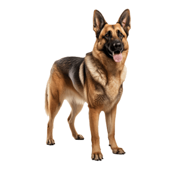 German shepherd dog stands in full body view against a transparent background, showcasing its distinct coat and muscular stature. png