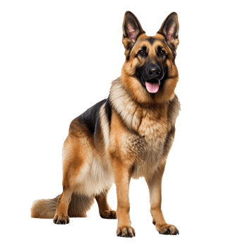 Full-body image of a German Shepherd dog standing attentively with a sharp gaze, rendered on a transparent background for versatile use. png