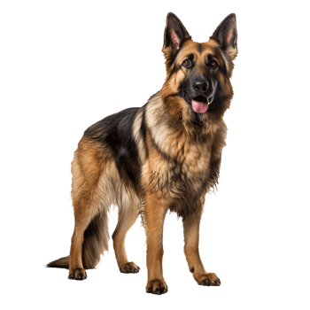 Full-body image of a German Shepherd dog standing alert, detailed fur texture, on a clean transparent background for easy overlay. png