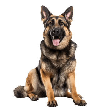 German Shepherd dog depicted in full body stance, elegantly poised on a transparent background for versatile use. png