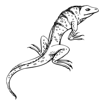 Wildlife iguana lizard reptile gecko salamander animal pet. Desert tropical island area. Hand drawn ink isolated illustration, single element for travel, vacation, zoo terrarium shop brochure vector