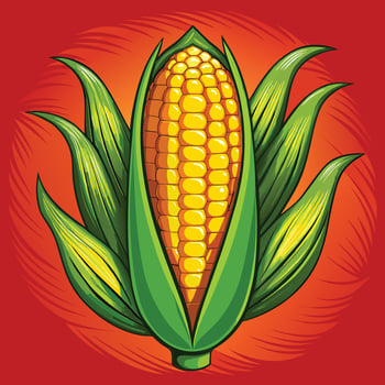 Corn on the cob illustration vector