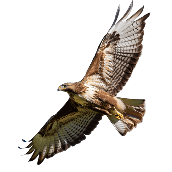 A bird of prey flying in the air png