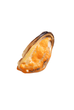Top view of steamed or cooked delicious green mussel meat isolated with clipping path in file format png