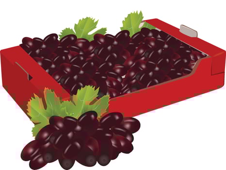 Red cardboard box overflowing with freshly picked black grapes vector