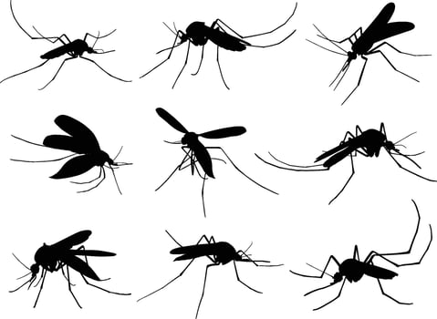 animal mosquito silhouettes vector