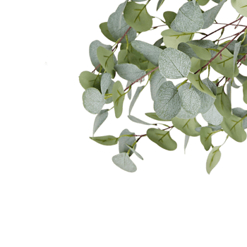 eucalyptus green leaf plant png