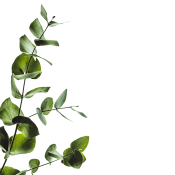 eucalyptus green leaves png