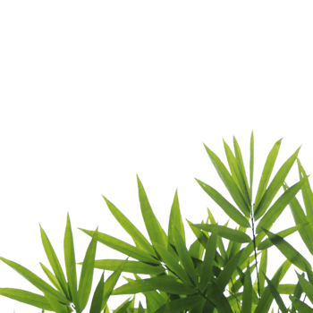 green bamboo plants on a transparent background png
