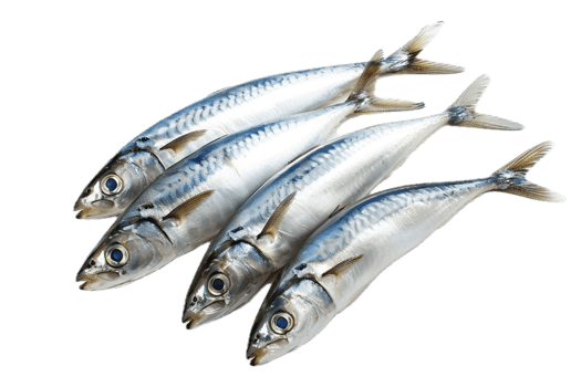 Whole mackerel fish laid side by side. png