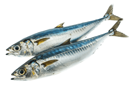 Three raw mackerel fish ready for cooking. png