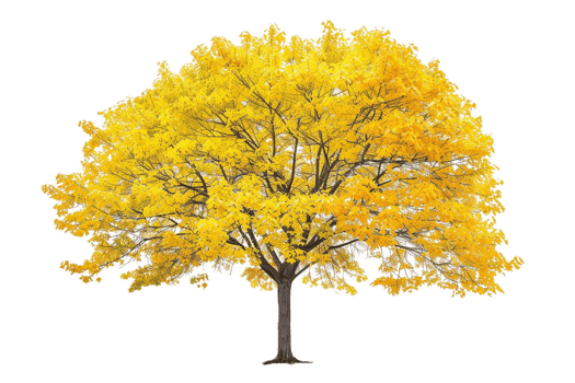 Bright yellow tree in autumn season. png