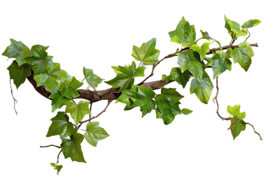 Green ivy vine branch with lush leaves png