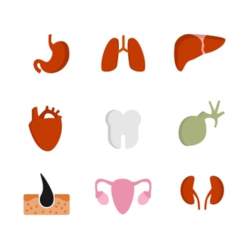 Organ icon flat style. collection of isolated cartoon illustrations vector