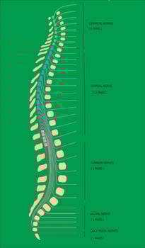 Human spine showing cervical, dorsal, lumbar, sacral and coccygeal nerves vector