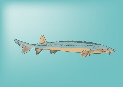 Atlantic sturgeon fish swimming underwater illustration vector