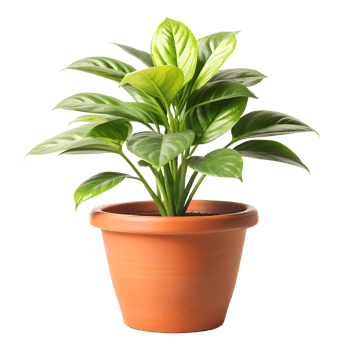 potted plant isolate on transparency background png
