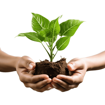 Minimalist image of hands cradling green plant on transparent background for use in ecological marketing and clean living visuals png