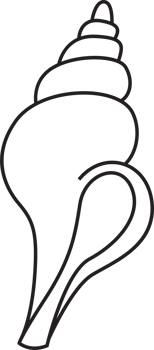 Seashell drawing clip art png