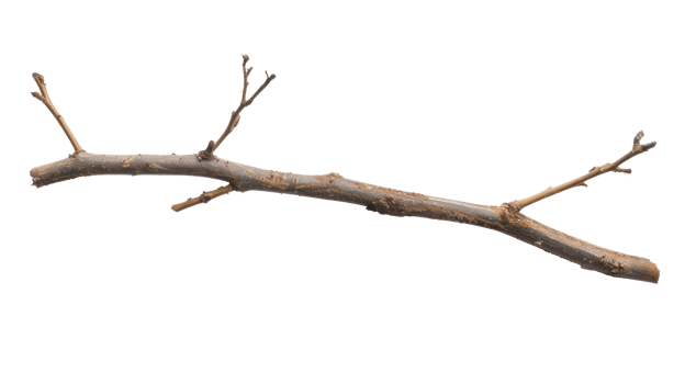 Twig and Stick isolate on transparency background png