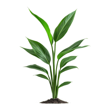 Aspidistra Elatior plant front view isolate on transparency background png