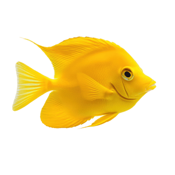 Yellow Tang fish isolate on transparency background png