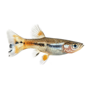 A small fish with a black background png
