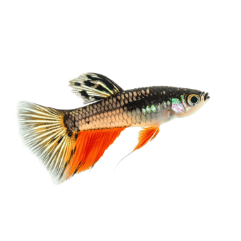 A fish with orange and black stripes png