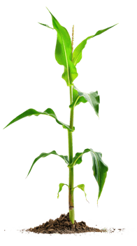 Corn plant isolate on transparency background png