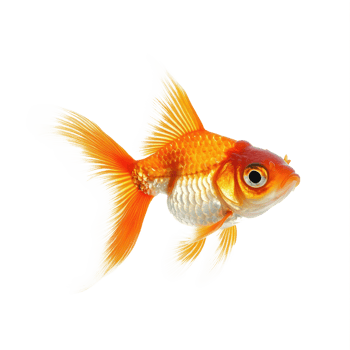 Goldfish side view isolate on transparency background png