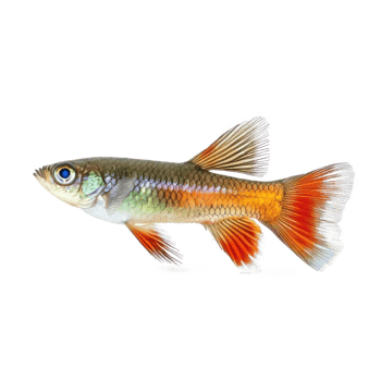 Guppy fish side view isolate on transparency background png