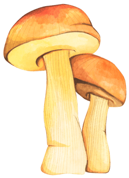 Watercolor painting of Cute mushroom. png