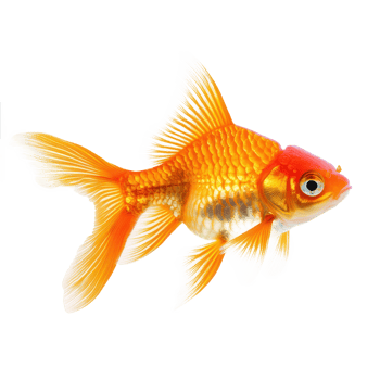 Goldfish side view isolate on transparency background png