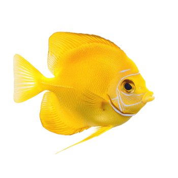 Yellow Tang fish front view isolate on transparency background png