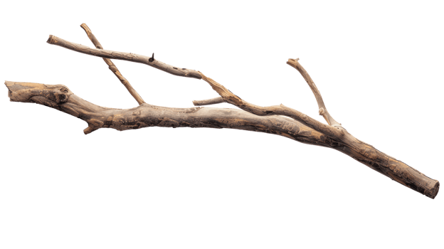 long wooden stick branche isolate on transparency background png