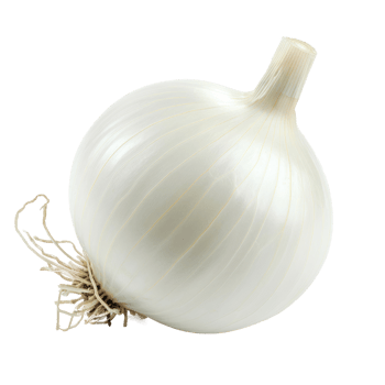 White onion isolate on transparency background png