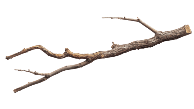 wooden stick branche isolate on transparency background png