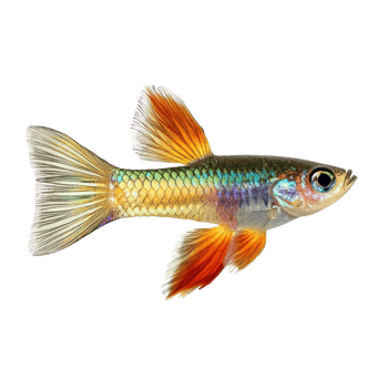 Guppy fish front view isolate on transparency background png