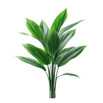 Aspidistra Elatior plant isolate on transparency background png