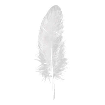 White Feather on transparency background png