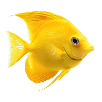 Yellow Tang fish front view isolate on transparency background png