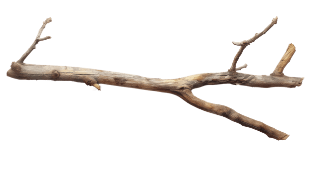 wooden stick branche isolate on transparency background png