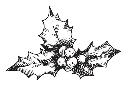 holly leaves and berries, Christmas plant. illustration in sketch style vector