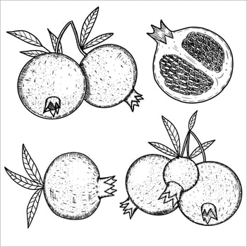 Set with pomegranates. illustration vector
