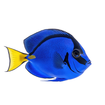 Blue Tang fish side view isolate on transparency background png