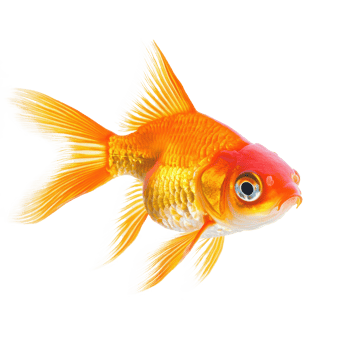Goldfish isolate on transparency background png