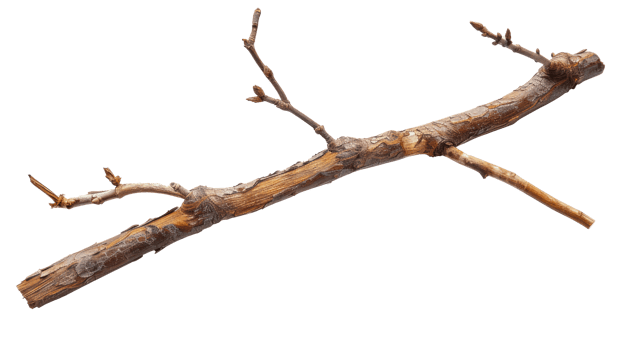 wooden stick branche isolate on transparency background png
