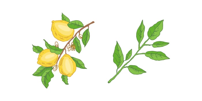 A hand-drawn sketch of a lemon. A branch with lemon fruits, leaves and flowers. Citrus. Great for a poster, menu or label. vector