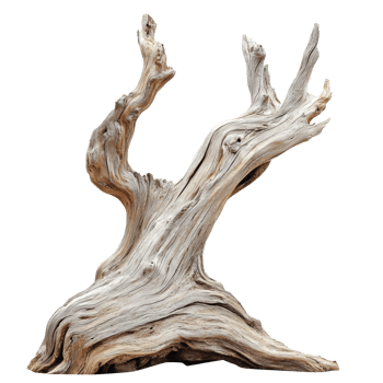 Driftwood sculpture like a tree branch transparent png