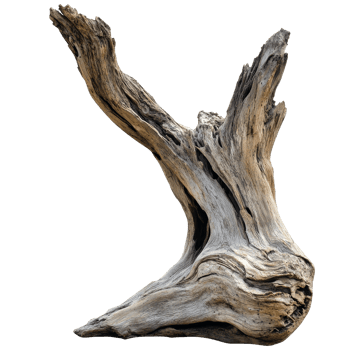 Unique weathered driftwood piece on display transparent png
